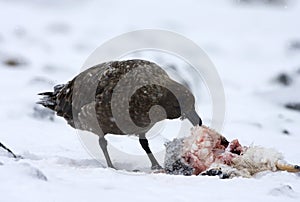 Subantarctic Skua, Subantarctische Grote Jager, Stercorarius ant