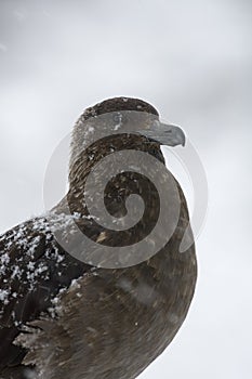 Subantarctische Grote Jager, Subantarctic Skua, Stercorarius ant