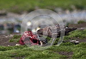 Subantarctische Grote Jager, Subantarctic Skua, Stercorarius ant