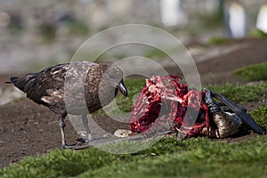 Subantarctische Grote Jager, Subantarctic Skua, Stercorarius ant