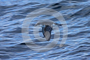 Subantarctische Kleine Pijlstormvogel, Subantarctic Little Shear photo