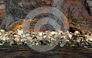 Subantarctische Pelsrob, Subantarctic Fur Seal, Arctocephalus tr