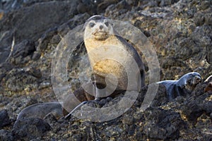 Subantarctische Pelsrob, Subantarctic Fur Seal, Arctocephalus tr photo