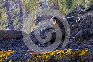 Subantarctische Pelsrob, Subantarctic Fur Seal, Arctocephalus tr