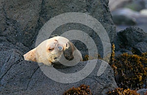 Subantarctische Pelsrob, Subantarctic Fur Seal, Arctocephalus tr photo