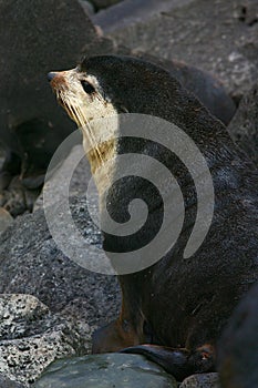 Subantarctische Pelsrob, Subantarctic Fur Seal, Arctocephalus tr