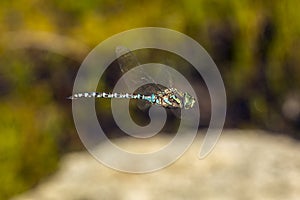 Subarctic darner dragonfly on Mt. Sunapee, New Hampshire.
