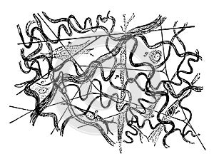 Subcutaneous Areolar Tissue from a Young Rabbit vintage illustration