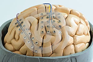 Subdural grid electrode for brain waves recording on the brain model