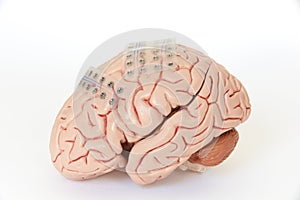 Subdural grid electrode for brain waves recording or electroencephalography on the artificial brain model cortex photo