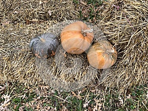 Subject photography of three pumpkins of various shapes and colors. Halloween themed photo