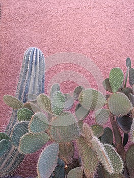 Sublime cactus on pink wall, marrakech photo