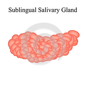 Sublingual salivary gland. Vector illustration on isolated background