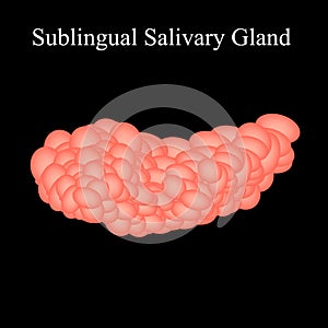 Sublingual salivary gland. Vector illustration on isolated background photo