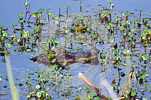 Submerged Alligator , Savannah National Wildlife Refuge