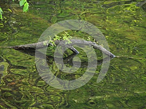 Submerged branch in the water