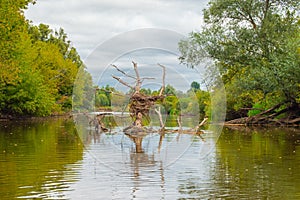 Submerged, dead dry tree in middle of riverbed created bizarre, grotesque, fantastic, strangely shaped formation with bird nest i