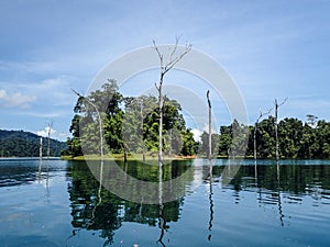 Submerged dead forest and island at Khao Sok