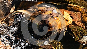 Submerged Fallen Leaves in a Late Autumn River
