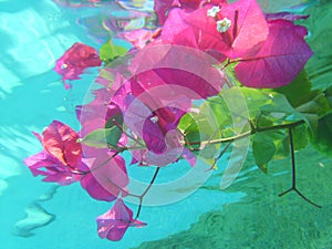 Submerged flowers