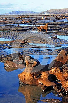 Submerged forest