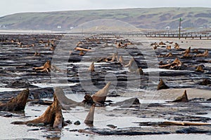 The submerged forest on the beach at Borth in west Wales