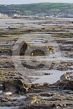The submerged forest located on the beach in Borth