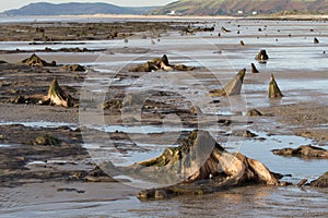 The submerged forest located on the beach in Borth