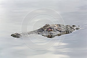 Submerged Gator