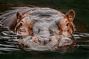 Submerged Hippo