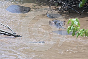 Submerged hippo in river, Queen Elizabeth National Park, Uganda