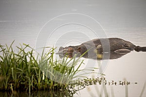 Submerged hippo in shallow pool, Ngorongoro Crater, Tanzania