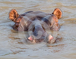 Submerged hippo submarine kruger park south africa