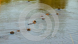 Submerged hippos in the mara river in kenya