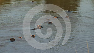 Submerged hippos in the Mara River in Kenya