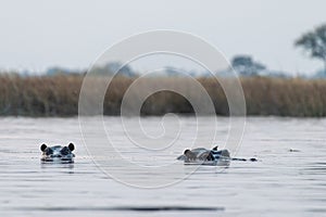 Submerged hippotamus in the Okavango Delta