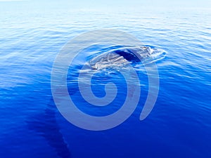 Submerged humpback whale in the deep blue ocean