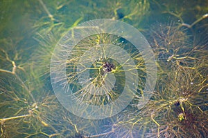 Submerged lake plant water surface leaf growing Cyanobacteria phylum photo