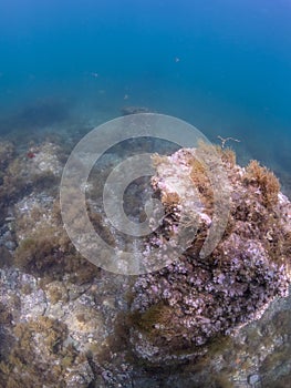 Submerged ruins of Pisonian Villa. Underwater, Archeology