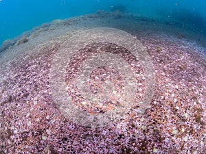 Submerged ruins of Pisonian Villa. Underwater, Archeology