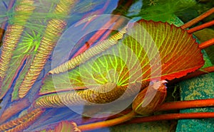 Submerged water lily leaves