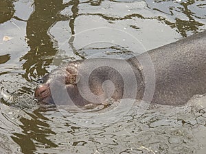 Submerging hippopotamus