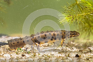 Submersed Common Newt