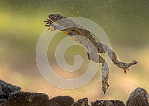 Submersed swimming Yellow bellied toad