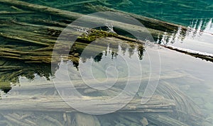 Submersed trunks in the Garibaldi Lake, North-America, Canada, British Colombia, August 2015