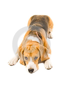 Submissive beagle dog