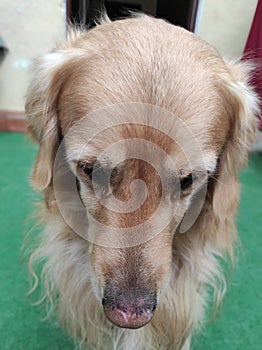 Submissive golden retriever dog sitting on artificial grass. Home. Pet photo