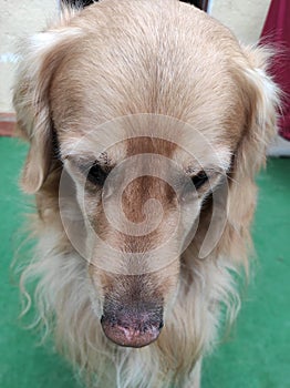 Submissive golden retriever dog sitting on artificial grass. Home. Pet photo