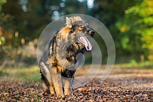 Submissive young dog sitting in the forest