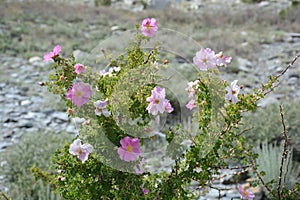 Subshrub beautiful flower in pakistan